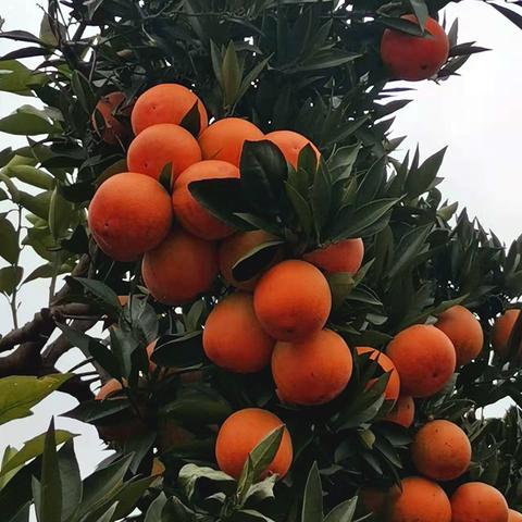 荣昌脐橙