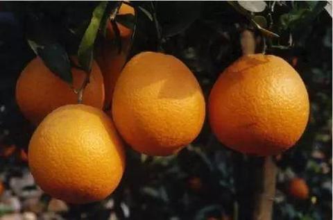 丰都锦橙