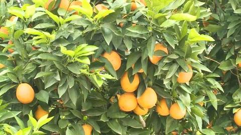 丰都锦橙