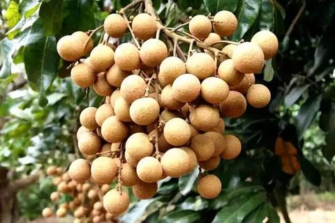 丰都龙眼
