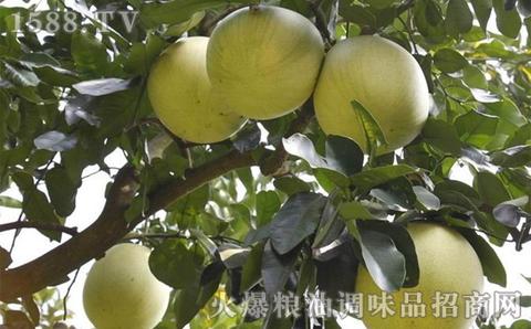 垫江白柚