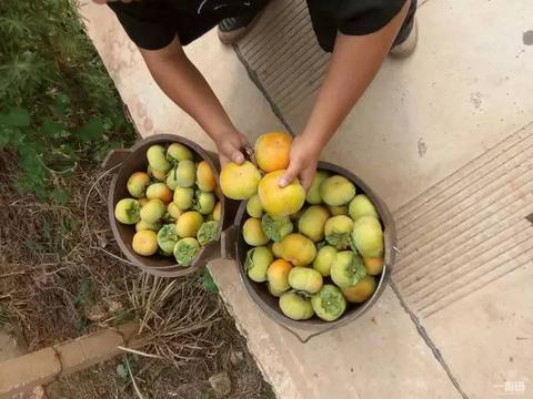 石林甜柿