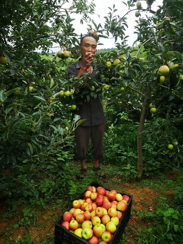 马龙苹果