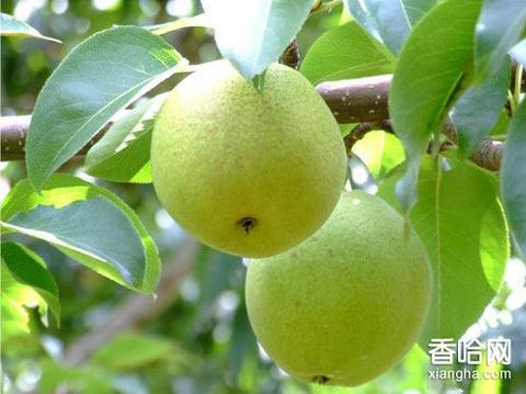 会泽宝珠梨
