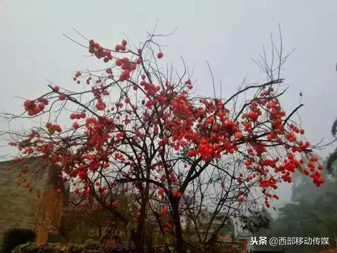 华宁柿子