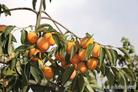 华宁柿子