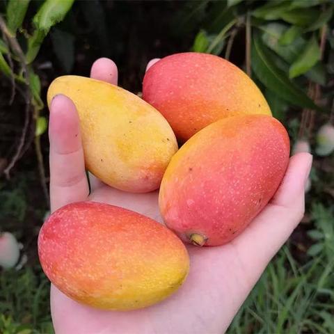 元江芒果