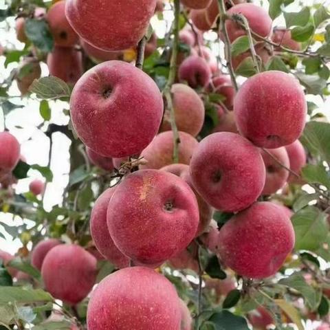 昭通苹果