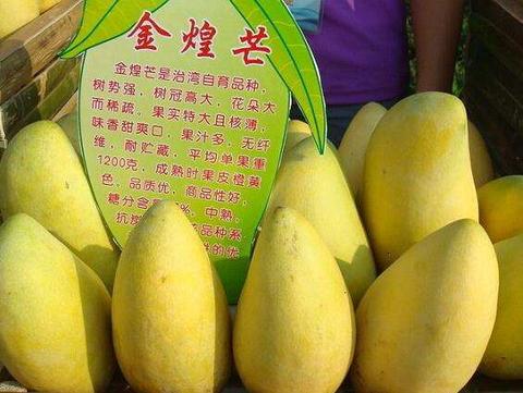 华坪芒果
