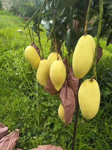 华坪芒果