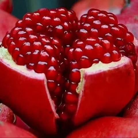 蒙自石榴