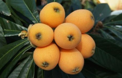 枇杷