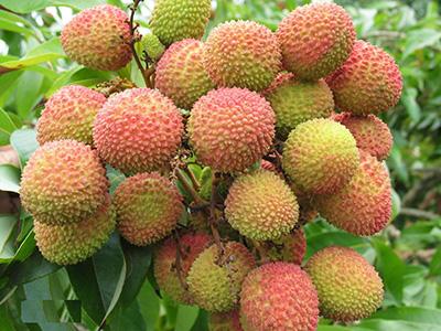 屏边荔枝