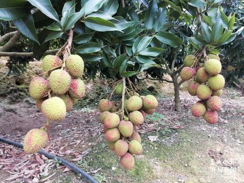 屏边荔枝