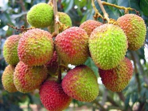 屏边荔枝