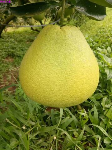版纳柚