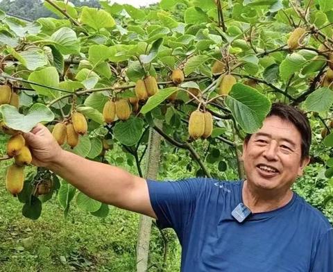 息烽猕猴桃