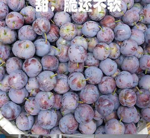芶江脆红李