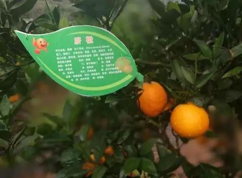 黄果树黄果