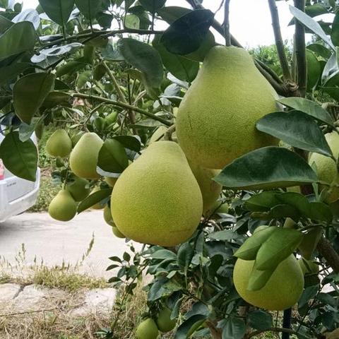 石阡香柚