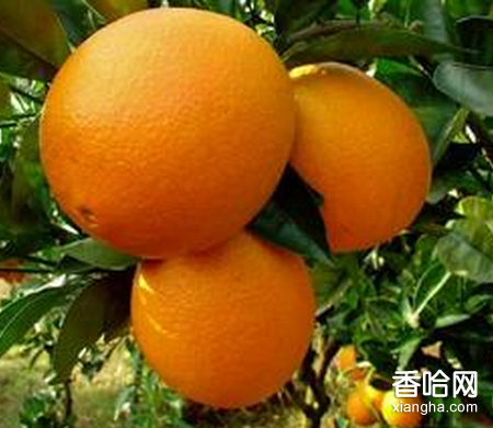 晴隆脐橙