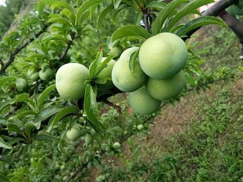 贞丰四月李