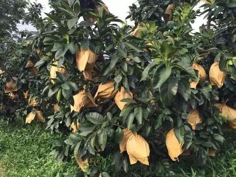 荔波蜜柚