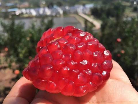 盘州红宝石软籽石榴