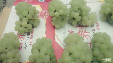 凯里水晶葡萄
