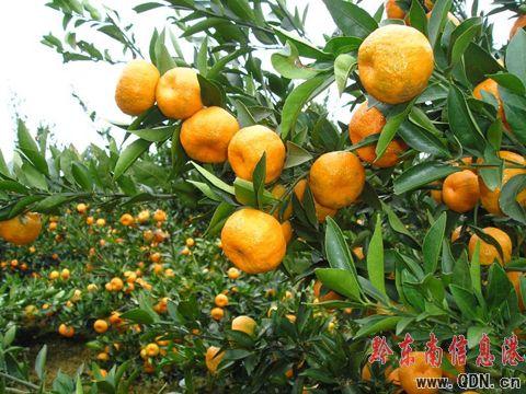 茅坪香桔