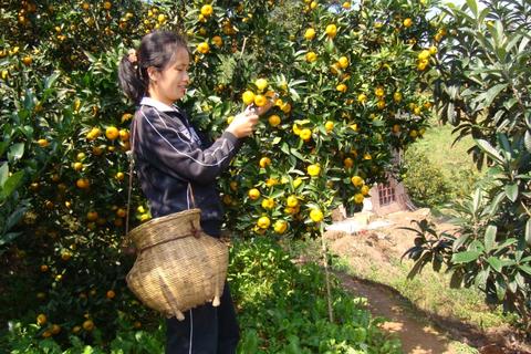 茅坪香桔