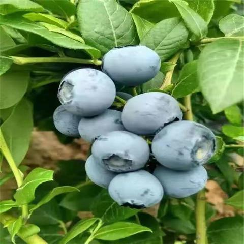 麻江蓝莓