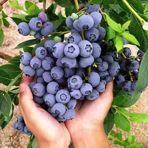 麻江蓝莓