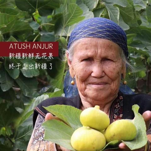 乌尔禾无花果