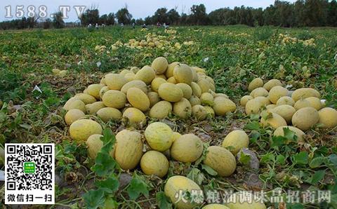 毛湖哈密瓜