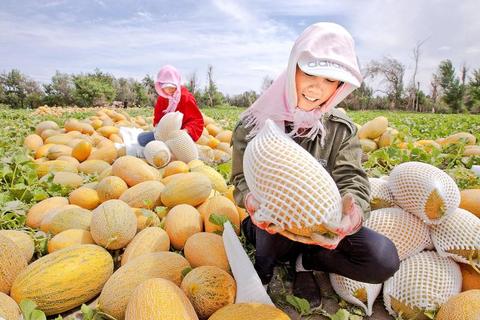 三塘湖哈密瓜