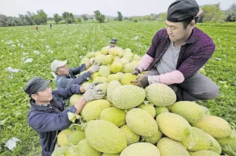 三塘湖哈密瓜