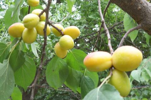库车白杏