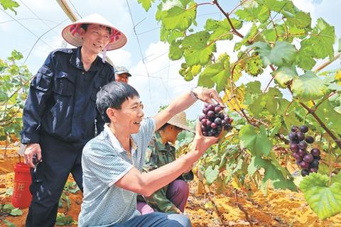 新和葡萄