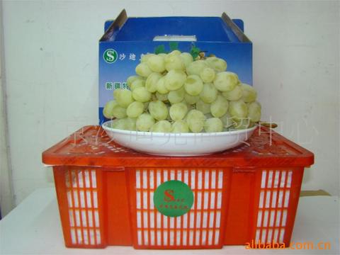 木纳格葡萄