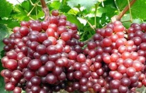 石河子鲜食葡萄