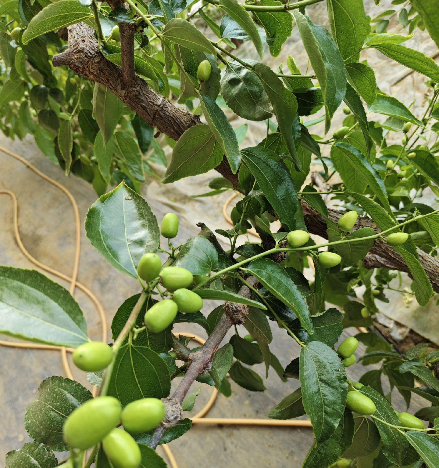 冬枣最快五月多就有能上市的了