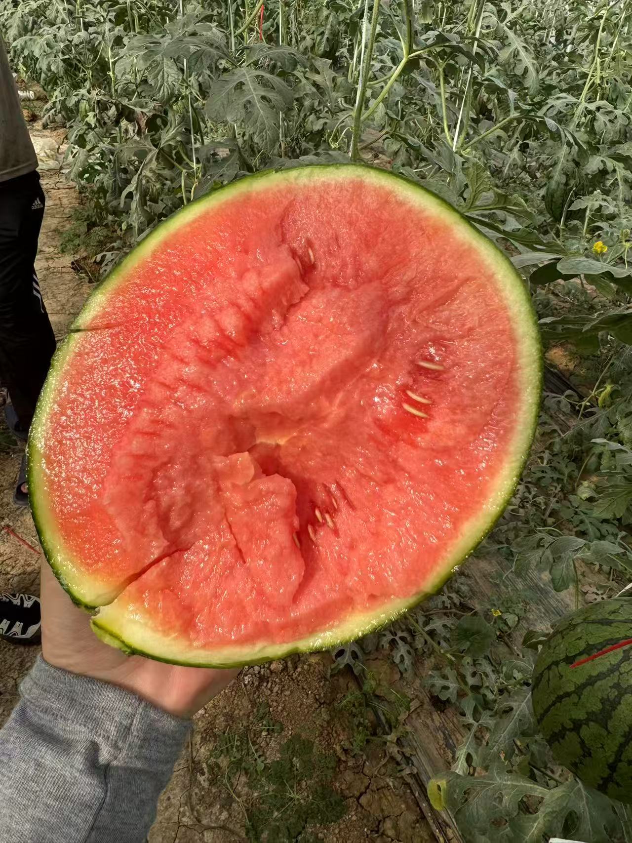 奚谷农业小糖丸