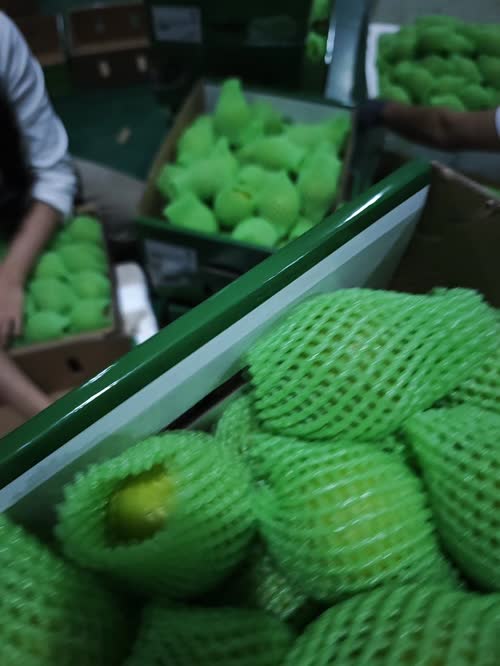 西双版纳苹果枣！
18849614435