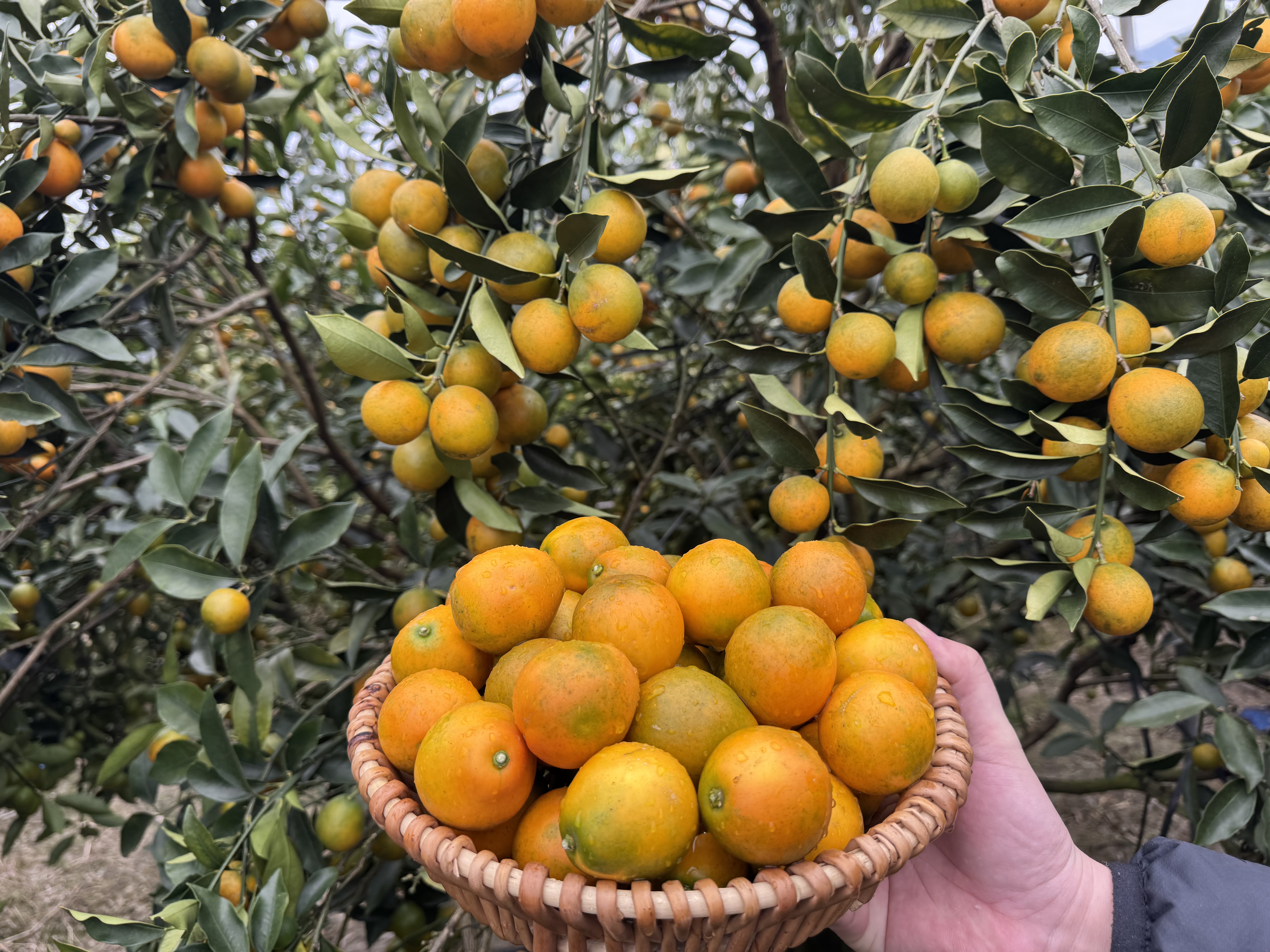 融安金桔，专注做应季水果，接一件代发，批发