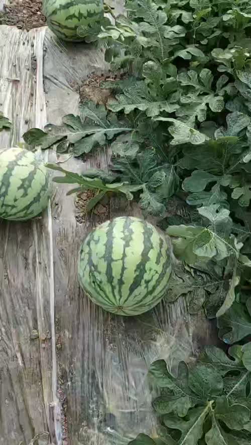 湖南产地，无籽美都西瓜