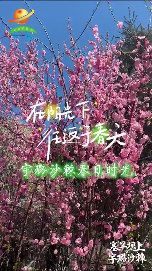 宇璐沙棘春日时光！#宇璐山杏仁露#宇璐沙棘 #沙棘 #塞罕坝 #塞罕坝上宇璐沙棘