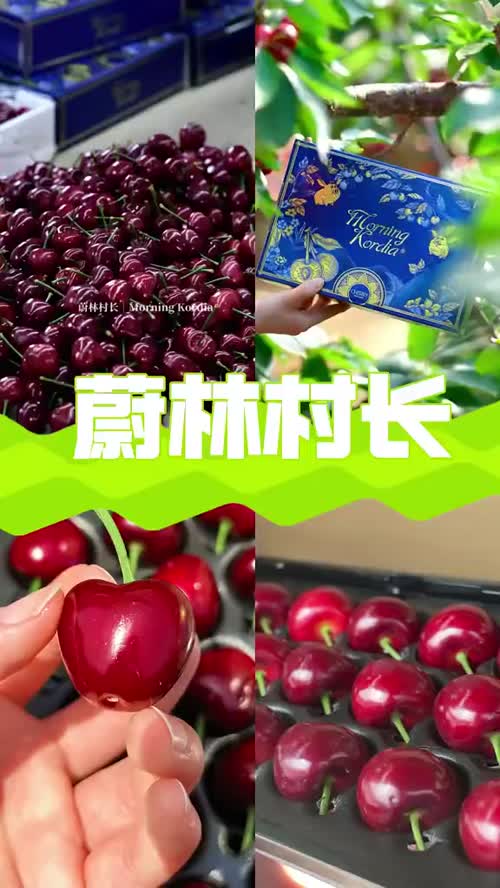 “樱”为有你，满心欢喜🍒蔚林樱桃，一口沦陷，快乐直接起飞～#华得丰 #蔚林村长 