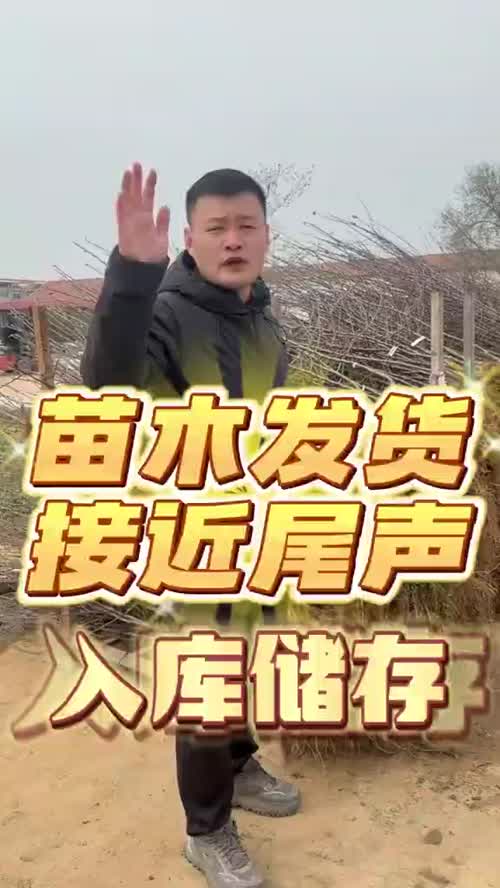 苗木发货已经接近尾声，没整好地客户的苗木已经入库储存了，只要栽植的时候泡足水，成