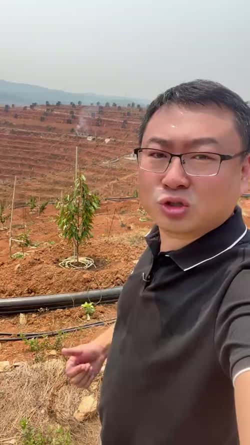 版纳景洪的石总8个月前找我提榴莲苗，期间经历了寒害和干热，如今这批榴莲苗长得怎么